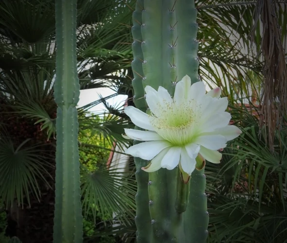 The San Pedro Cactus: History And Overview