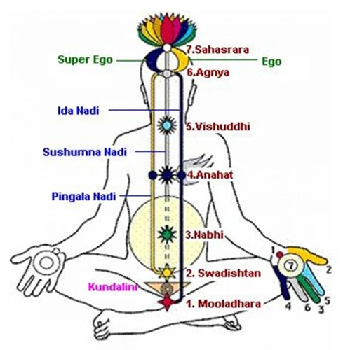 The Science Of Breath