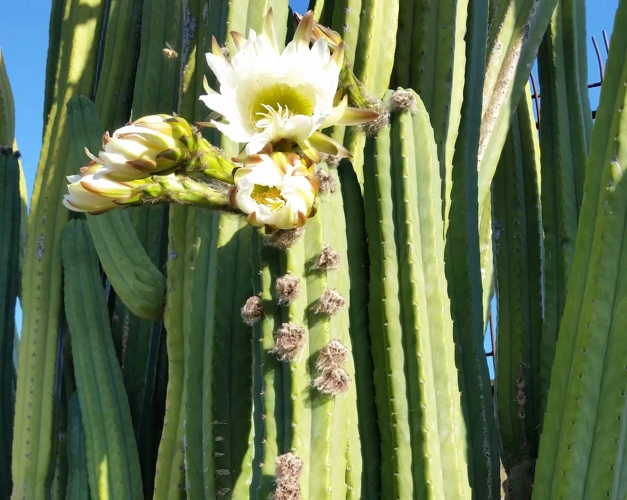 The Therapeutic Potential Of San Pedro Cactus