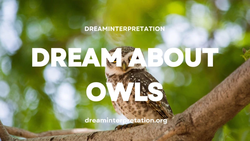 Common Dream Scenarios Featuring White Owls