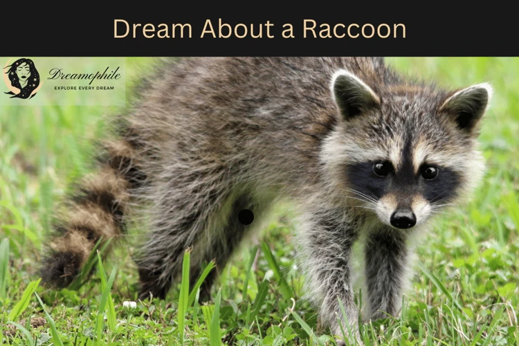 Common Raccoon Dream Scenarios