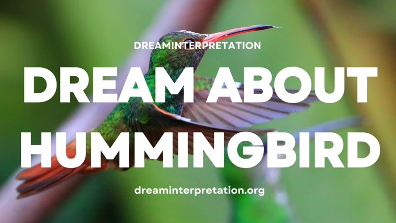 Common Scenarios In Hummingbird Dreams