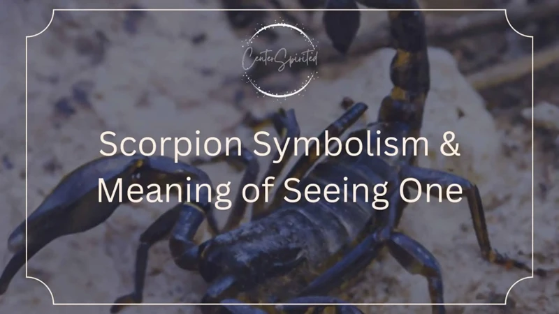 Common Scorpion Dream Scenarios