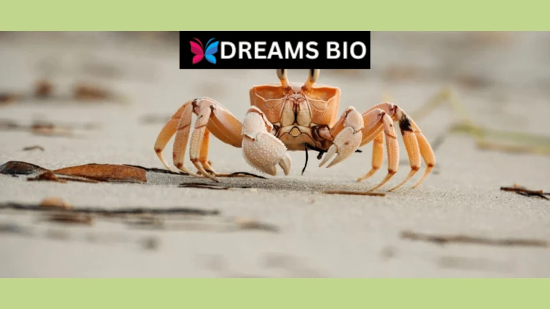 Crab Dreams And Personal Experiences