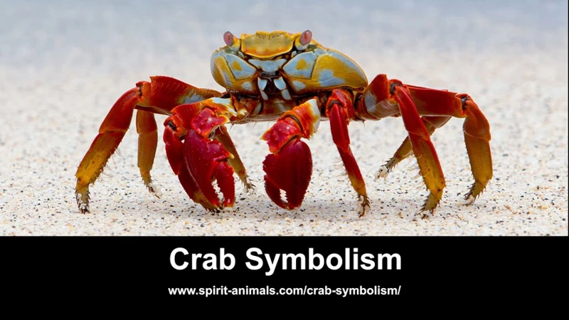 Crabs As A Symbol Of Cycles And Adaptability