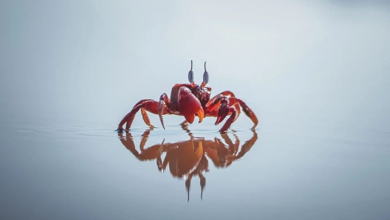 Crabs As A Symbol Of Emotions And Vulnerability