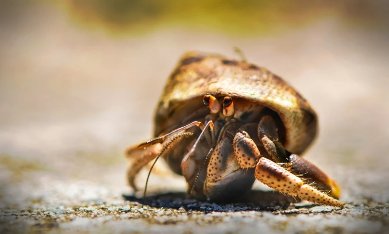Crabs As A Symbol Of Intuition And Psychic Abilities