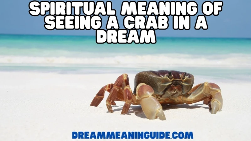 Crabs As A Symbol Of Transformation And Renewal