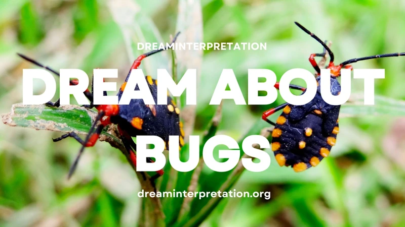 Dreams About Bugs In Hair: Interpretations