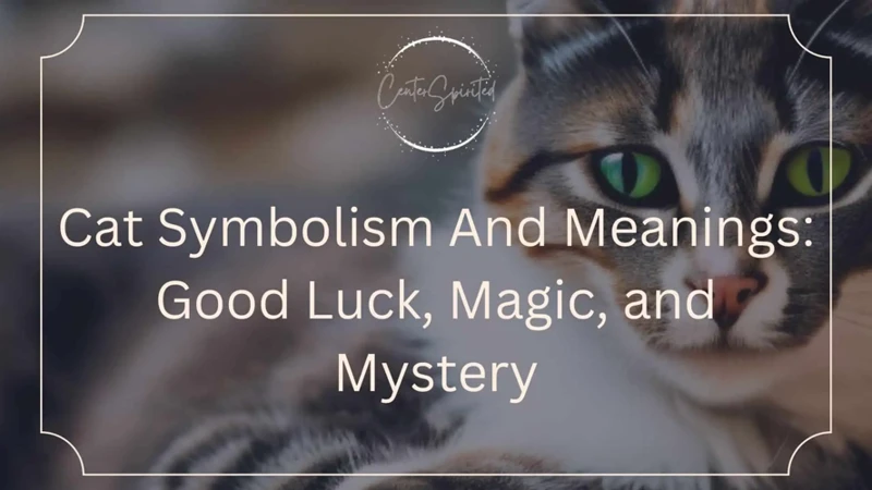 Exploring The Symbolism Of An Old Pet Cat