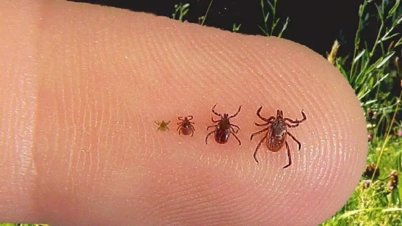 Factors Influencing Tick Dream Meanings