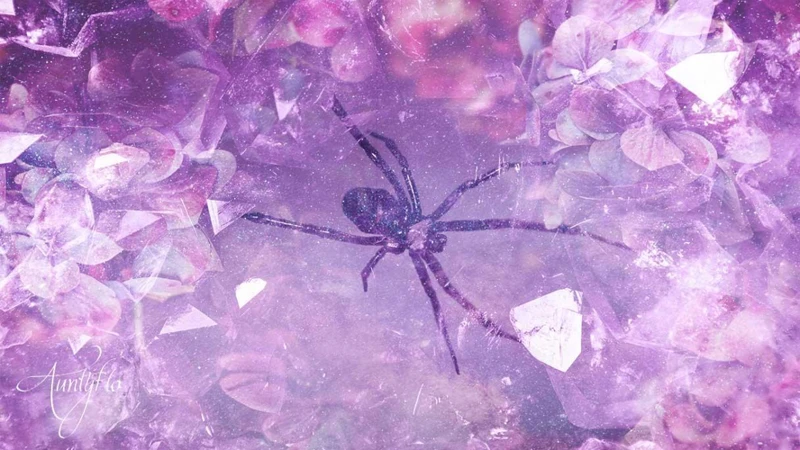 Interpretations And Meanings Of Dreams About Black Widows