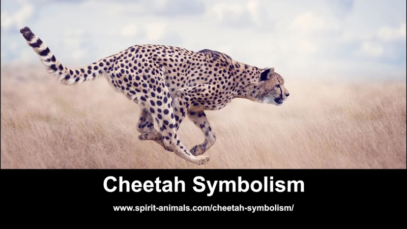 Interpreting A Cheetah In Your Dream