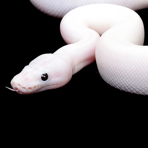 Interpreting Dream Of White Snakes
