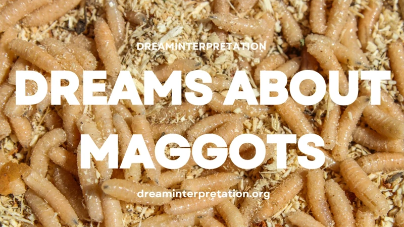 Interpreting Dreaming Of Maggots