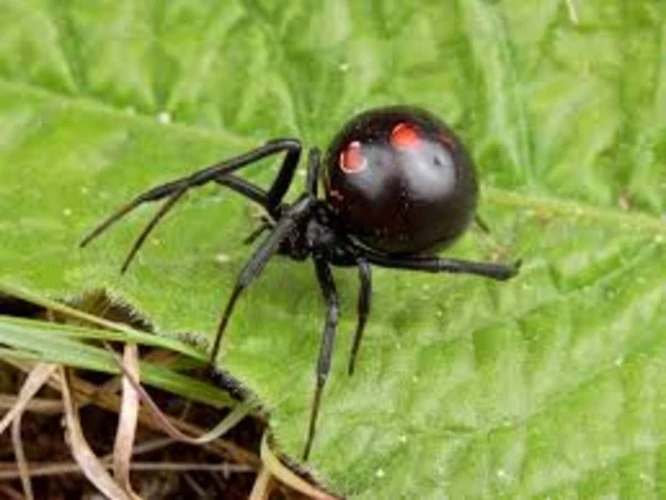 Interpreting Dreams About Black Widows