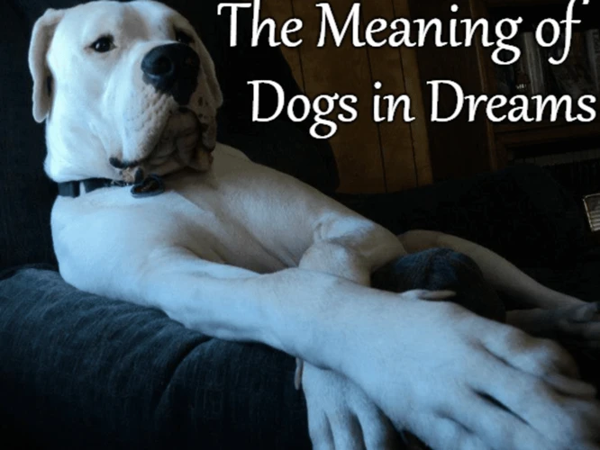 Lost Dog Dreams: Meaning And Interpretation