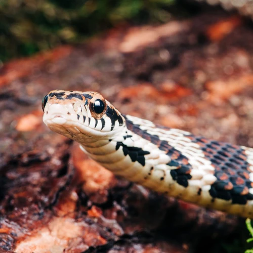 Meanings Of Brown Snakes In Dreams