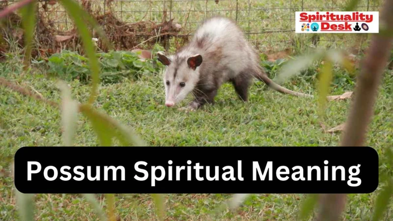 Possum Symbolism