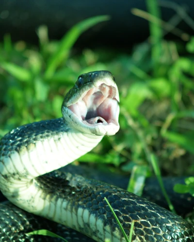 Snake Biting Someone In Dreams