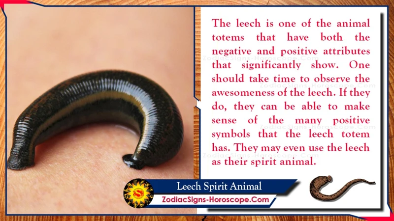 Symbolism Of Leeches In Dreams