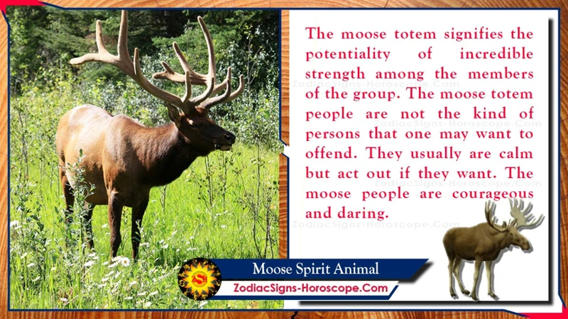 Symbolism Of The Moose Spirit Animal