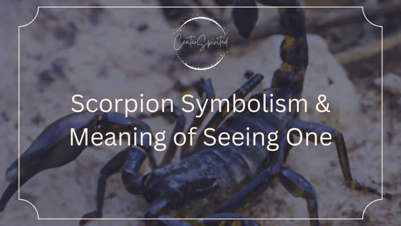 The Interpretation Of Dreaming About Scorpions