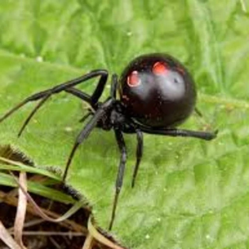 The Intriguing Black Widow Spider