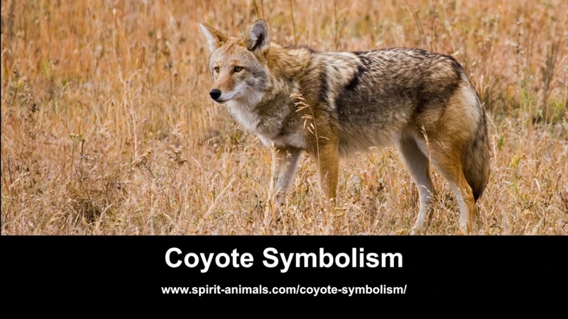 The Significance Of Coyote Dreams