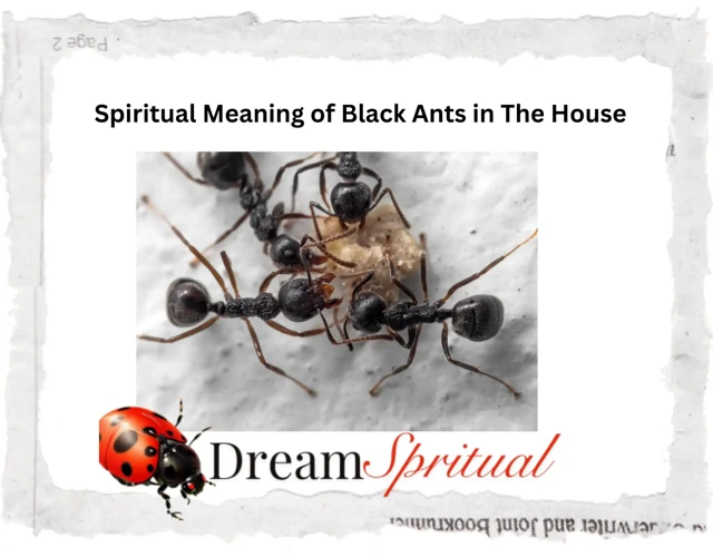 The Symbolic Meaning Of Ants