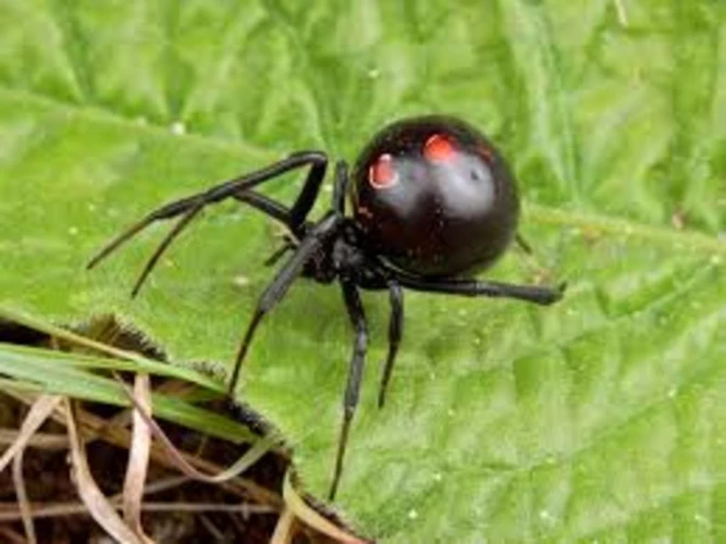 The Symbolic Meaning Of Black Widows