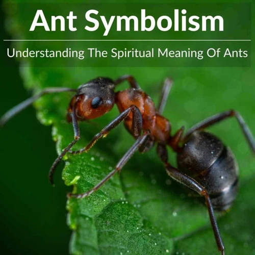 The Symbolic Significance Of Ants