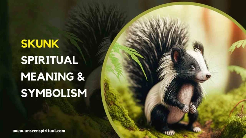 The Symbolism Of Skunks In Dreams