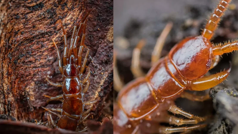 Understanding Centipedes