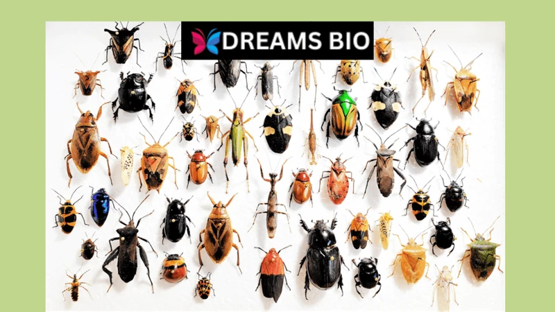 Understanding Dreams About Bugs