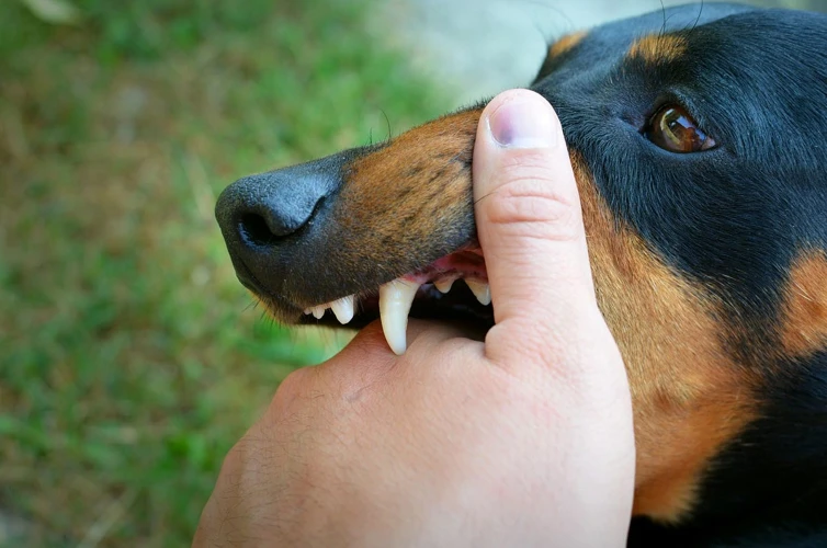 Unraveling The Meaning Of Dreams About Dog Biting