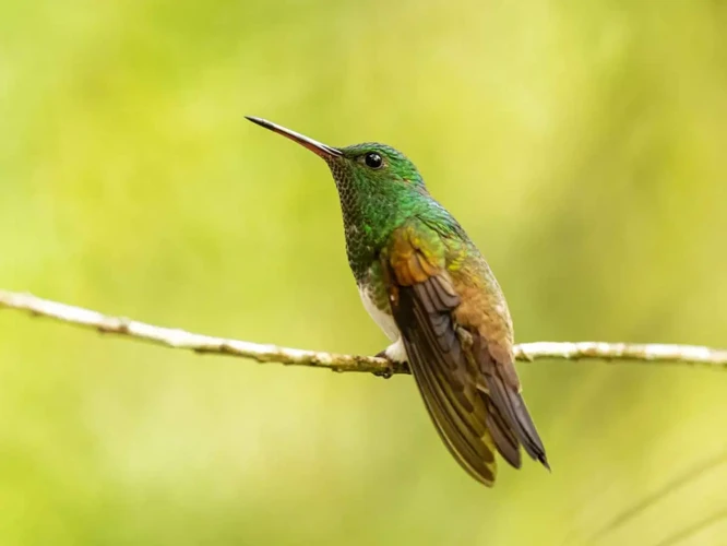 Unveiling Personal Meanings In Hummingbird Dreams