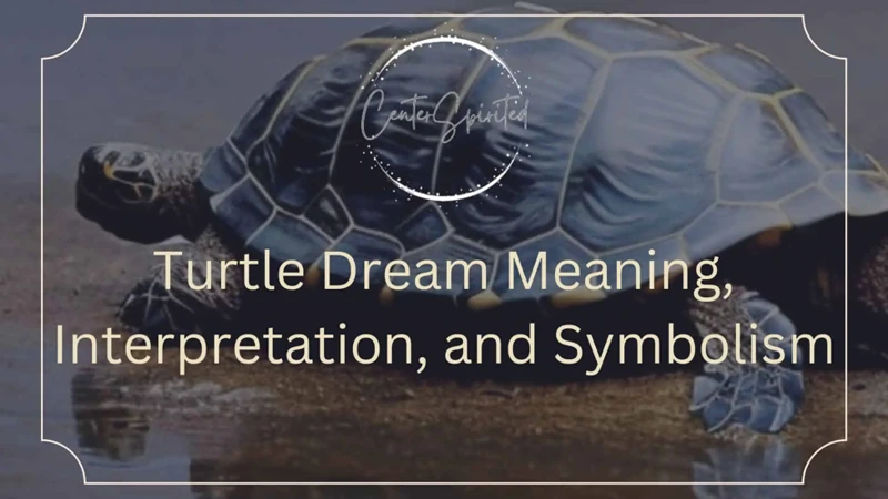 What Do Turtle Dreams Tell You