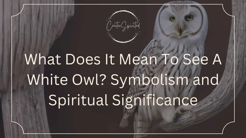 What Does A White Owl Symbolize?