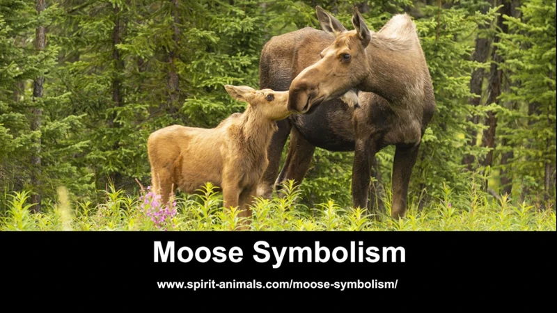 Wisdom And Guidance From The Moose Spirit Animal